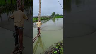 Incredible Fishing By Net In Rainy Water fishing shorts Asian Country Fishing shorts india [upl. by Fidela]