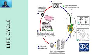 Enteric cestodes  Taenia saginata amp Taenia solium [upl. by Zacek509]