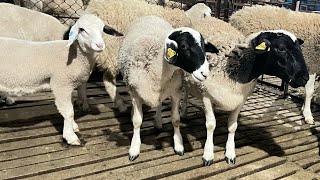 Pure Dorper sheep for sale at lowest price [upl. by Einahpit]