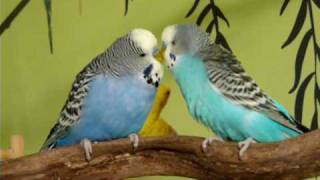 Budgies Singing and Talking to Each Other [upl. by Kilby]