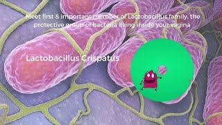 Meet Lactobacillus crispatus your best friend living inside your Vagina [upl. by Hill]