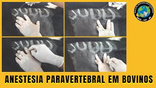 🐮 Como fazer ANESTESIA PARAVERTEBRAL EM VACAS [upl. by Bega]