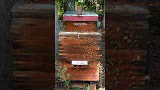 Bees Returning Home beekeeper animalhusbandry bees beekeeperlife bugfarmer honey bee [upl. by Alilad993]