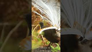 MAJESTIC LYREBIRD SONG  SUARA SYAHDU BURUNG LYREBIRD nature lyrebird kicaumania birds [upl. by Onifur131]