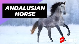 Andalusian Horse 🐴 One Of The Most Beautiful Horses In The World shorts [upl. by Adranoel]