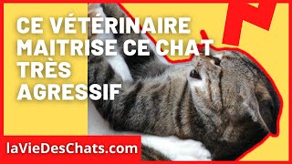 Comment soigner un chat très agressif  A voir dans le nouveau Test [upl. by Nolubez]