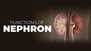 What are Nephrons  Nephron Structure and Functions  Functions of Nephron [upl. by Marlette]