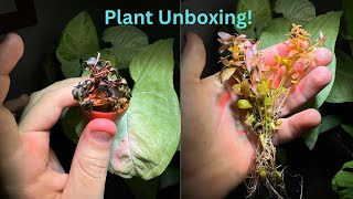 Plant Unboxing Lots of Bucephalandra [upl. by Erised]