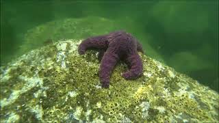 The Resurgence of Sea Stars in the Salish Sea [upl. by Corrina763]