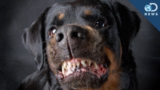 Are Some Dog Breeds More Aggressive [upl. by Ylyl]