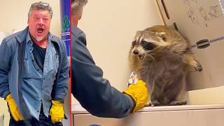 Raccoon vs Man vs Pants Ozzy Man Reviews [upl. by Peursem]