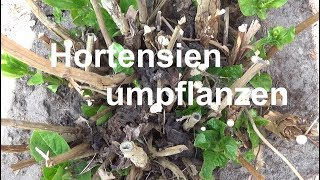 Hortensien umpflanzen Hortensien verpflanzen Wann Hortensien umsetzen pflanzen einpflanzen [upl. by Steven]