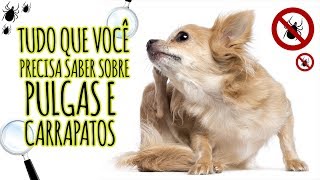 ESPECIALISTA REVELA COMO ACABAR COM AS PULGAS E CARRAPATOS  Clube para Cachorros 02 [upl. by Anikat]