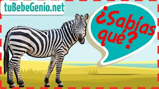 Todo Sobre la Cebra Para Niños  Datos Curiosos ¿Sabías qué [upl. by Trudey]