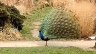 Un paon fait la roue au parc Floral à Vincennes 2014 [upl. by Eylloh890]