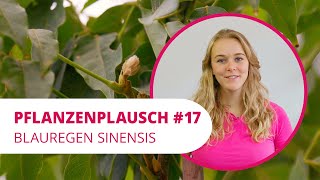 Blauregen Sinensis  PflanzenPlausch 16 [upl. by Schreck]