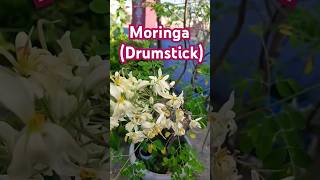 Moringa Drumstick🌿🪴viralvideo trending youtube shorts youtubeshorts viral love flower diy [upl. by Swanson]