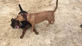 Rottweiler VS Pitbull Mix [upl. by Ellirehs658]