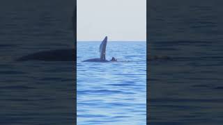 Whale watching in Hermanus South Africa travel inspiration shortsfeed viral [upl. by Baron]