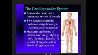 Anatomy  Cardiovascular System  Part 1 [upl. by Clarine]