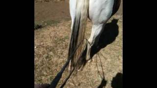 Bamboo Stick Horse TrainingSail Rope amp Rope Halters Roper 1 of 3  Rick Gore Horsemanship [upl. by Adnalay]