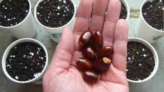 How to grow lychee tree from seeds [upl. by Nnaul]