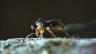 Bombardier beetle  filmed 2009 [upl. by Undry915]