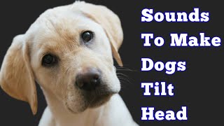 Dog Sounds To Make Them Tilt Their Head [upl. by Ondrea]