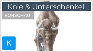 Knie und Unterschenkel Aufbau Knochen amp Bänder Vorschau  Kenhub [upl. by Eleanora328]