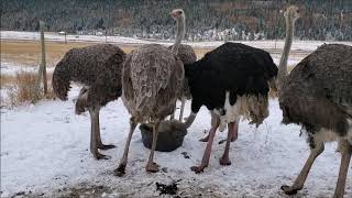 Checking up on the Ostrich Herd as Winter sets in Dec 2020 [upl. by Reinhold882]