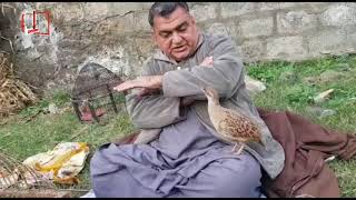 tanzary  andaleeb pashto tv  zama tanzary sangha adat sha tips for birds [upl. by Doubler82]