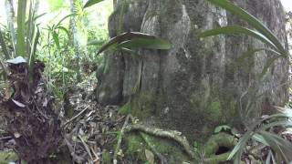 Giant Cypress Tree in Chassahowitzka National Wildlife Refuge [upl. by Anuat]