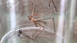 Daddy long leg spider vs little jumping spider [upl. by Aznaed]