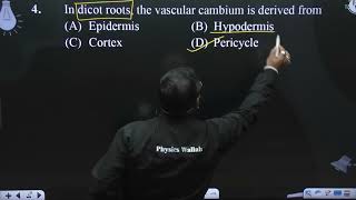 In dicot roots the vascular cambium is derived from [upl. by Lorsung]