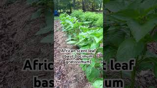 African scent leaf basil basil herbs scentleaf plants gardening [upl. by Nosdrahcir]