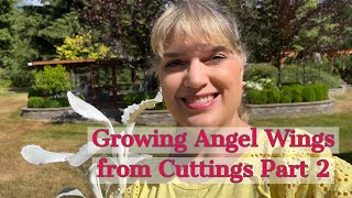 Growing Angel Wings from Cuttings Part 2 A Followup [upl. by Enelyt]