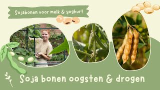 Sojabonenedamame oogsten amp drogen  Houtsnippers in de moestuin [upl. by Alaham]