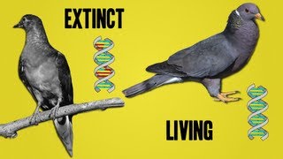 The Science Behind Deextinction [upl. by Melvena]