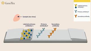 How a Rapid Virus Antigen Test Works [upl. by Gaspar173]