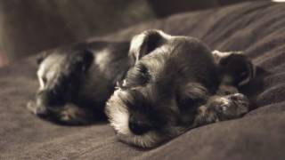 Cute Puppy Sleeping Snoring Dreaming And Twitching [upl. by Maclay]