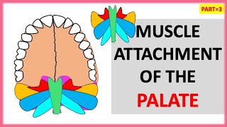 PART3 MUSCLE ATTACHMENT OF THE PALATE  SOFT PALATE  NEET MEDICAL dentalcafe4331 [upl. by Jeaz430]