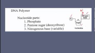 Nucleic Acids [upl. by Vaasta]