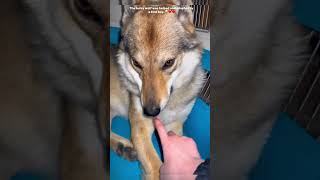 The lucky wolf was helped and adopted by a kind boy cuteanimals wolf cute cutewolf shorts [upl. by Drucilla]