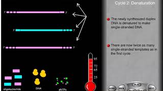 PCR and site directed mutagenesis [upl. by Erapsag]