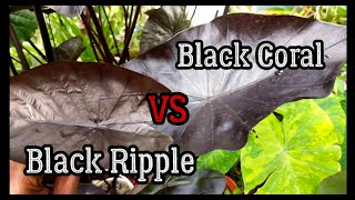 The Difference between Colocasia Black Ripple amp Colocasia Black Coral [upl. by Chapen]