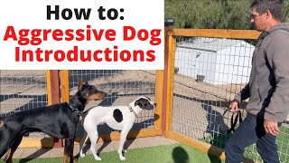 Safely amp slowly introduce your aggressivereactive dog to other dogs [upl. by Anirroc]