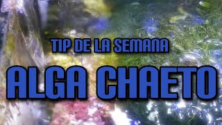 Tip de la Semana Alga Chaeto [upl. by Aihtnys]