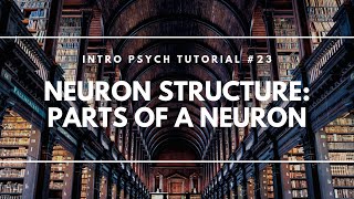 Neuron Structure  Parts of a Neuron Intro Psych Tutorial 23 [upl. by Eenimod]