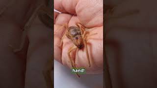 What is the Brazilian Wandering Spider 🕷️ BananaSpider spider arachnids arthropods [upl. by Aicillyhp]