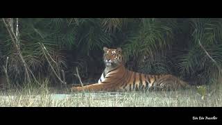 sunderbans  walking tour  The Sundarbans Wildlife Sanctuary West Bengal  mangroves forest [upl. by Philipson]